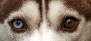 Siberian_Husky_ogen